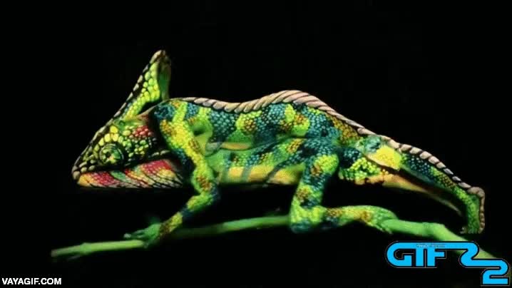 indignado,camaleon,personas,desmontarse,pintura humana,piel