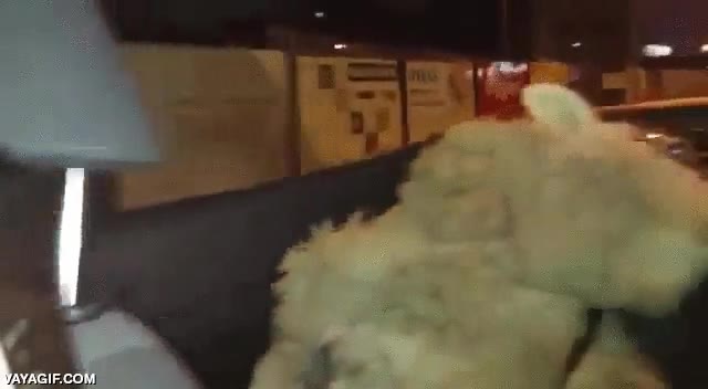 oveja,fiesta,salir,beeeeeeeeeee