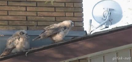 p&aacute;jaro,cagada,meada,necesidades