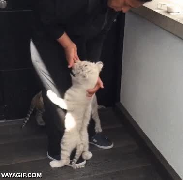 paciencia,tigre,tigres,cachorros,escalar,trepar,comida,hora de comer