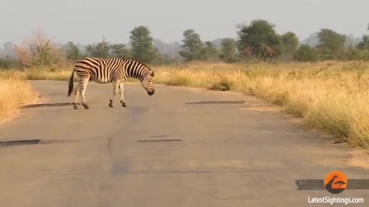 Enlace a ¿Por qué la cebra cruzó la carretera?