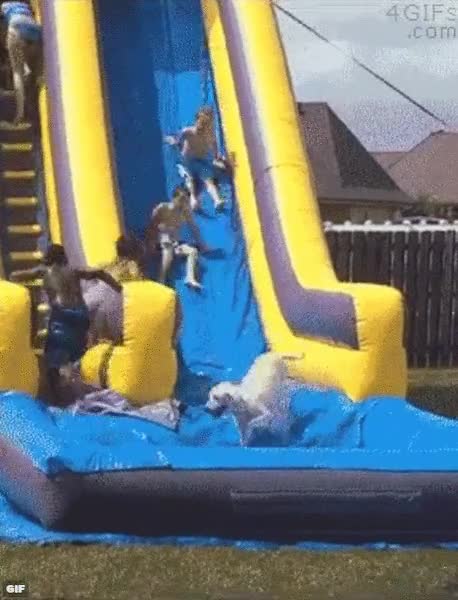 perro,castillo,hinchable,jugar,agua