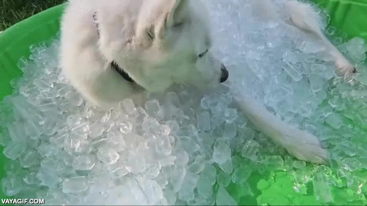 husky,hielo,fr&iacute;o,refrescarse,calor,verano