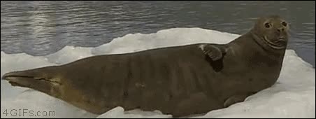 susto,foca,seal,mar,iceberg,ataque al coraz&oacute;n