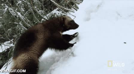 curioso animal,escondido,reportero,monta&ntilde;a,nieve,desenterrar,oso