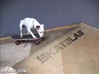 skate,monopat&iacute;n,perro,h&aacute;bil