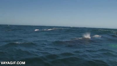 arcoiris,ballena,agua,mar