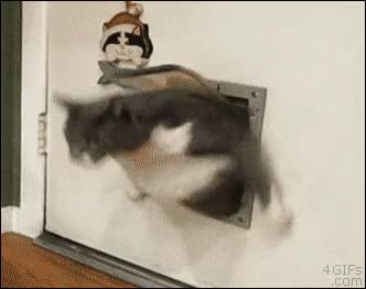 gordo,gato,trampilla,puerta