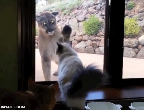 gato salvaje,gato montés,gato,domestico,ventana,patio,jardin de casa,enfrentarse