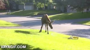 alce,tocar,agua,aspersor,chorro