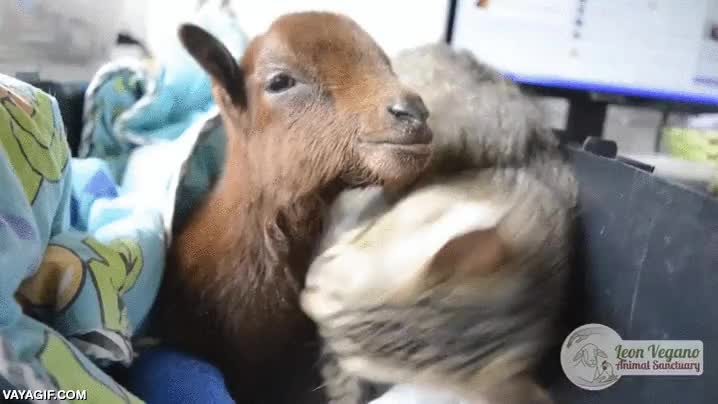 gato,cabra,cría,lengua,lavar,limpiar