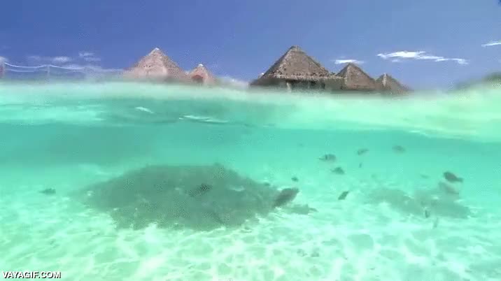 agua,cristalina,playa,peces,transparente,tahiti