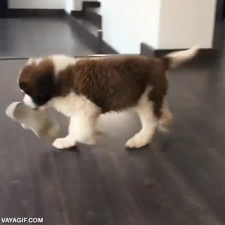 perro,san bernardo,cachorro,m&aacute;s grande que muchos perros adultos