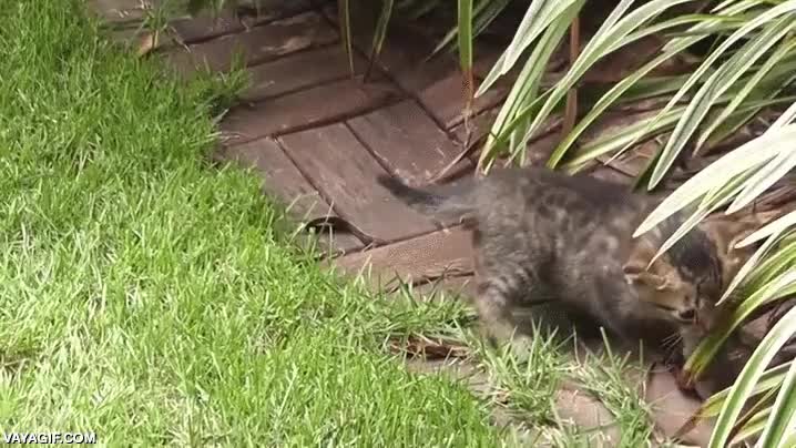 as&iacute; fue mi vida de peque&ntilde;o,gatito,cachorro,madre,gato,gata,jolin mama,no dejar salir