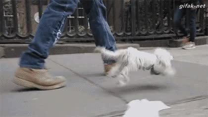 marioneta,titere,titiritero,movimiento,perro,juguete,no es real