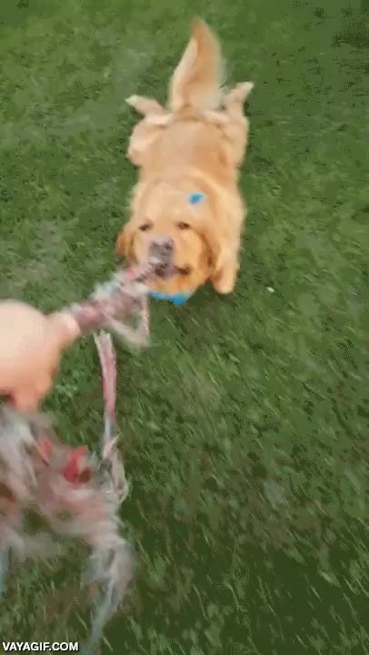 soltar,perro,golden retriever,arrastrar,cuerda,jugar