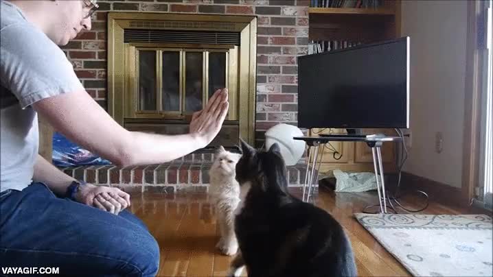 con comida todo se puede,gato,gatos,high five