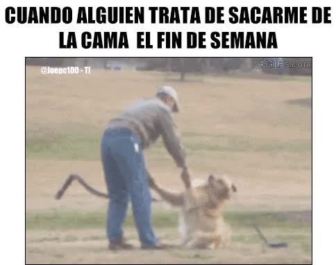Semana,Finde,Perro,Tumbado,Pereza,sacar de la cama
