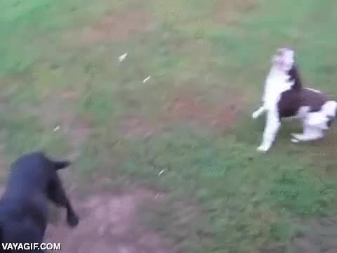 nada de superaci&oacute;n,ellos siguen viviendo y ya,perro,ciego,invidente,jugar,buscar,pelota