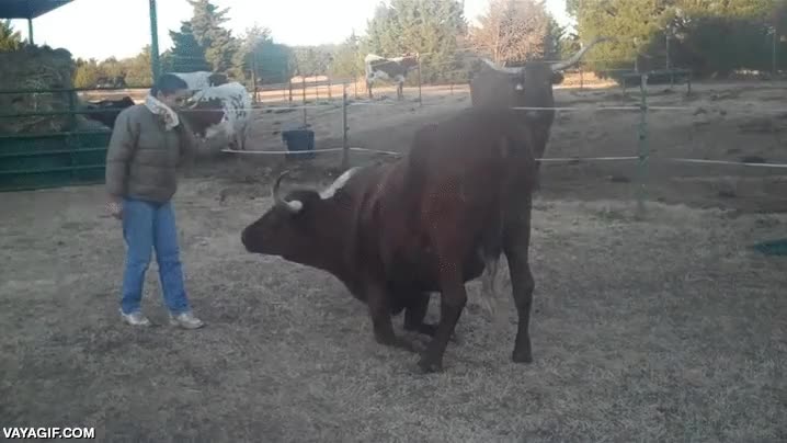 vaca,de cuernos largos,girar,arrodillarse,trucos,comer