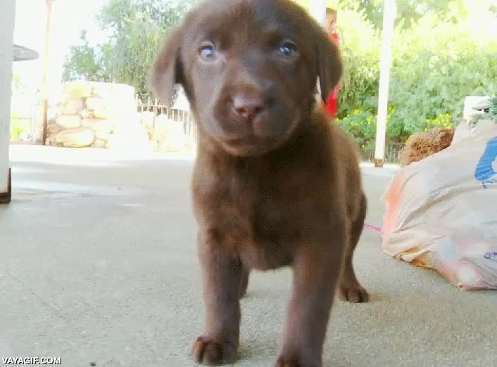 labrador,chocolate,marron,precioso,adorable,perro,jugar