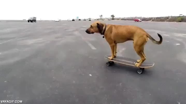 skate,perro,monopatin,skater