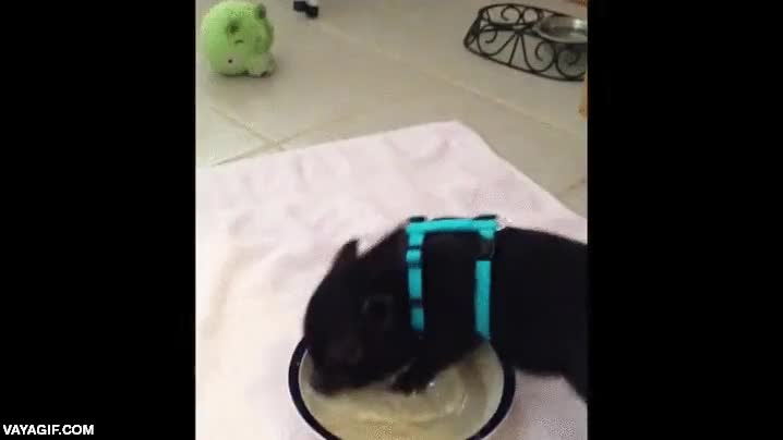 cerdo,cerdito,vietnamita,plato,girar,rotar,giratorio,dar vueltas