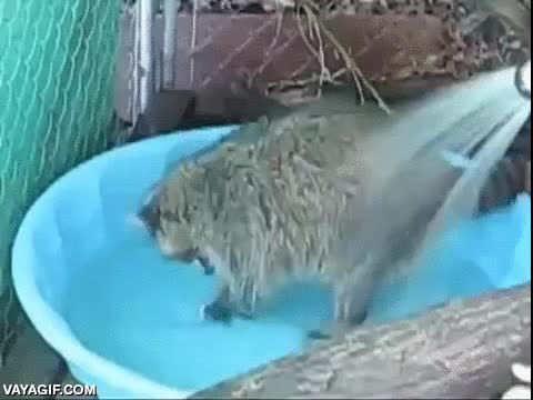 mapache,agua,manguera,piscina,mojarse,saltar