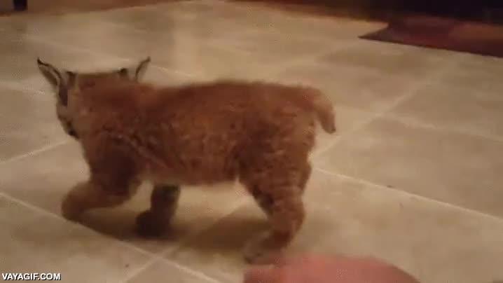 cola de lince,cachorro,lince,adorable,adorabilidad,muero de amor