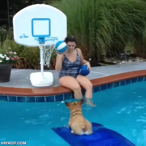 corgi,perro,air bud,canasta,encestar,piscina,colchoneta,jugar