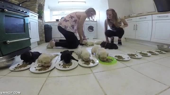 camada,cachorros,perro,perritos,plato