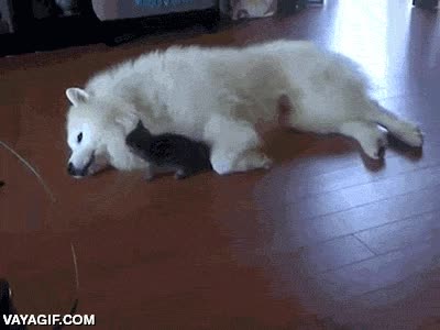 gato,atacar,jugar,cachorro,cría,perro