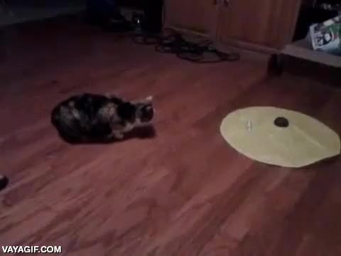 gato,atento,salto,cazador,cazado,al acecho,carey