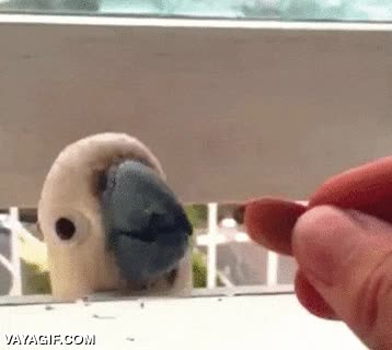 carolina,loro,engañar,no dejar comer,mirada de odio profundo,ventana,trollear
