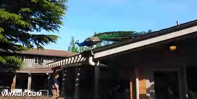 majestuoso,saltar,tejado,vuelo corto,pavo,real,majestuosidad