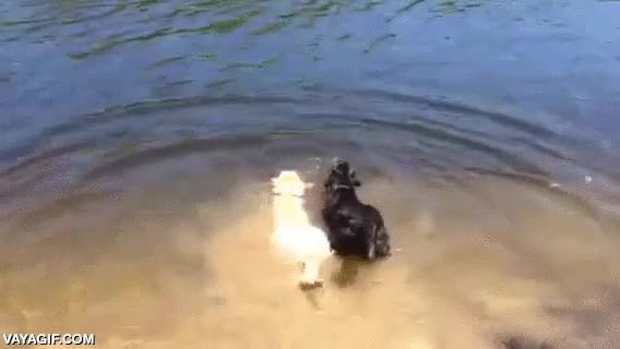 premio,palo,correr,no compartir,esquivar,perro