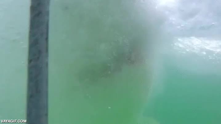 tiburon,barrotes,jaula,qué miedo,gran tiburón blanco,morder