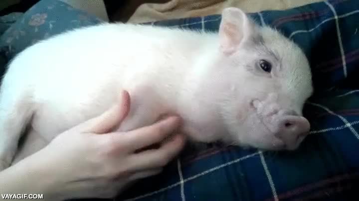 como un perro,cerdo,rascar,acariciar,se duerme