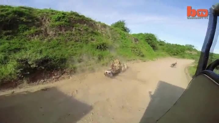 leon,leona,cazar,antilope,gacela,al vuelo,mid air,naturaleza