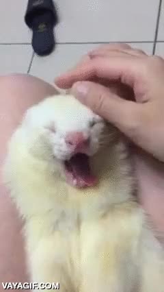 acariciar,bostezo,huron,tocar,apartar mano,es m&iacute;o,quita t&uacute;