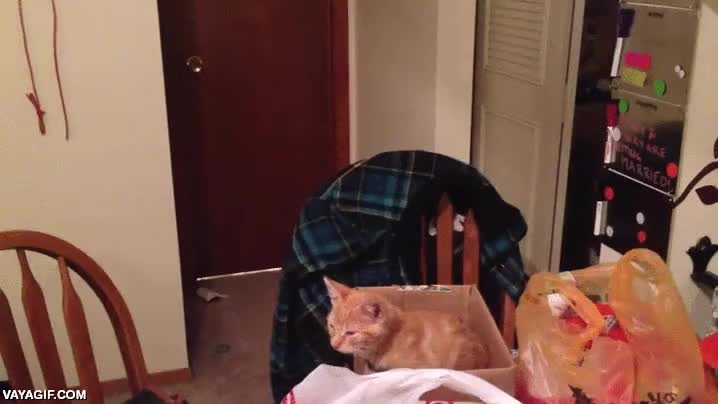 chica,emocionada,gato,sorpresa,reacci&oacute;n,alegr&iacute;a,gatito