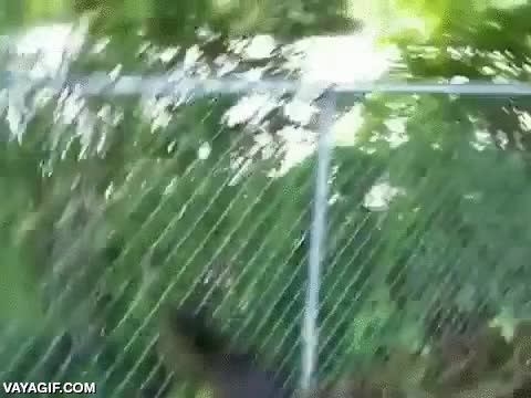 cocodrilo,caiman,trepar,escalar,valla,escapar,ah&iacute; os qued&aacute;is