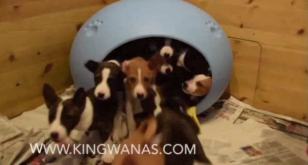 perros,dormir,locura,cachorros,camada,salir