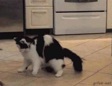 locura,gato,gatuna,saltos,loco