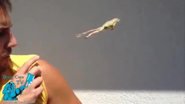 NOPE,perro,no s&eacute; si se la come,atrapar,pared,saltar