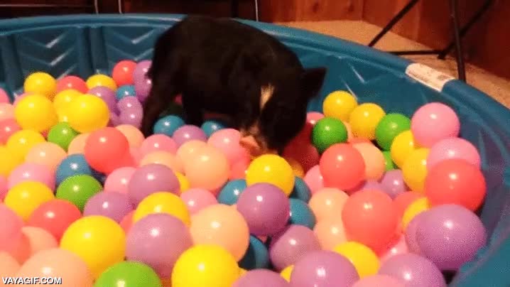 cerdo,vietnamita,piscina de bolas,jugar,olisquear