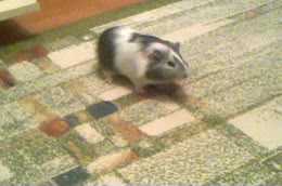 h&aacute;mster,ritmo,baile,movimiento,patas traseras