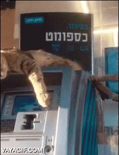 gato,ahorros,cajero,amigo,automatico,impedir,no m&aacute;s de 60 euros por d&iacute;a