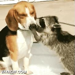 amor,perro,beagle,mapache,besos,besitos
