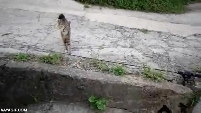 Enlace a Los gatos callejeros se multiplican cuando el pescador obtiene la captura del día